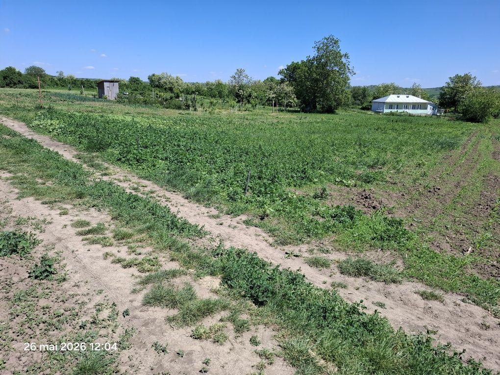TEREN  la 19 km distanta de Botoșani, comuna NICȘENI intravilan, jud. Botosani