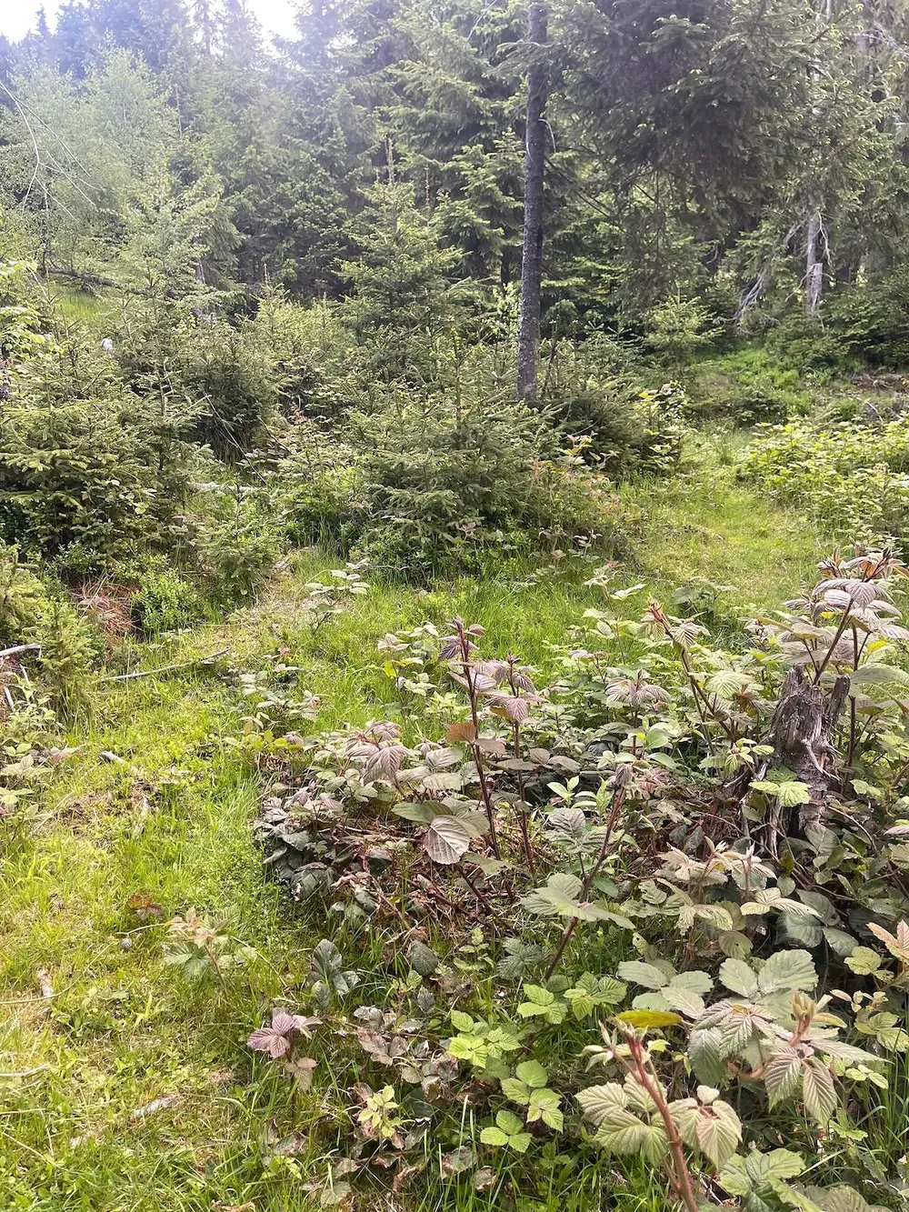 Vand Teren Vartop-Arieseni