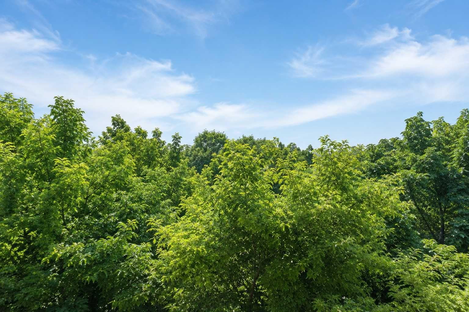 2 Camere Zona Verde, Drumul Taberei/ Lângă metrou / Fără comision