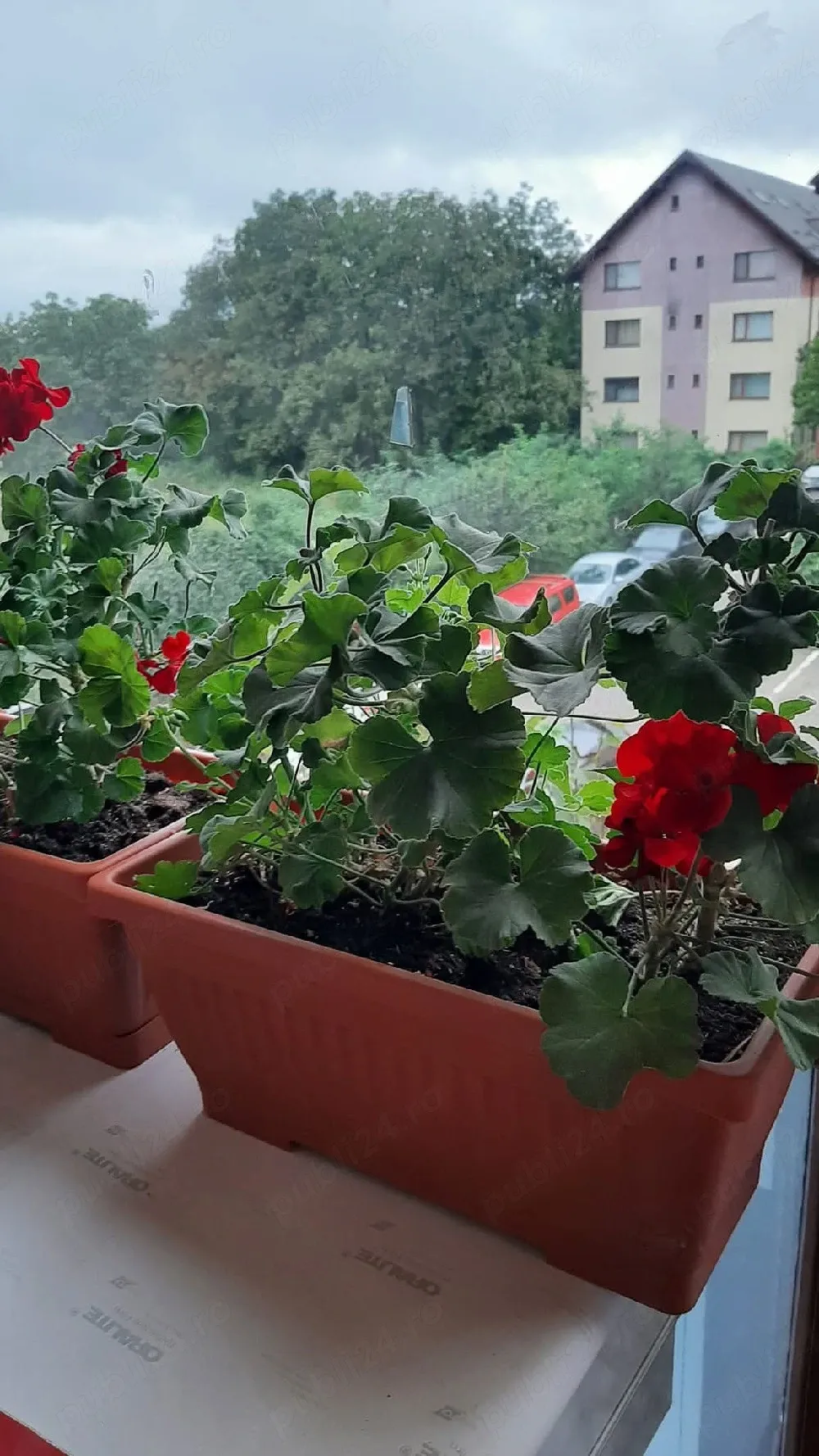 Dacă doriți să respirați aerul curat in Gradina cu Magnolii.