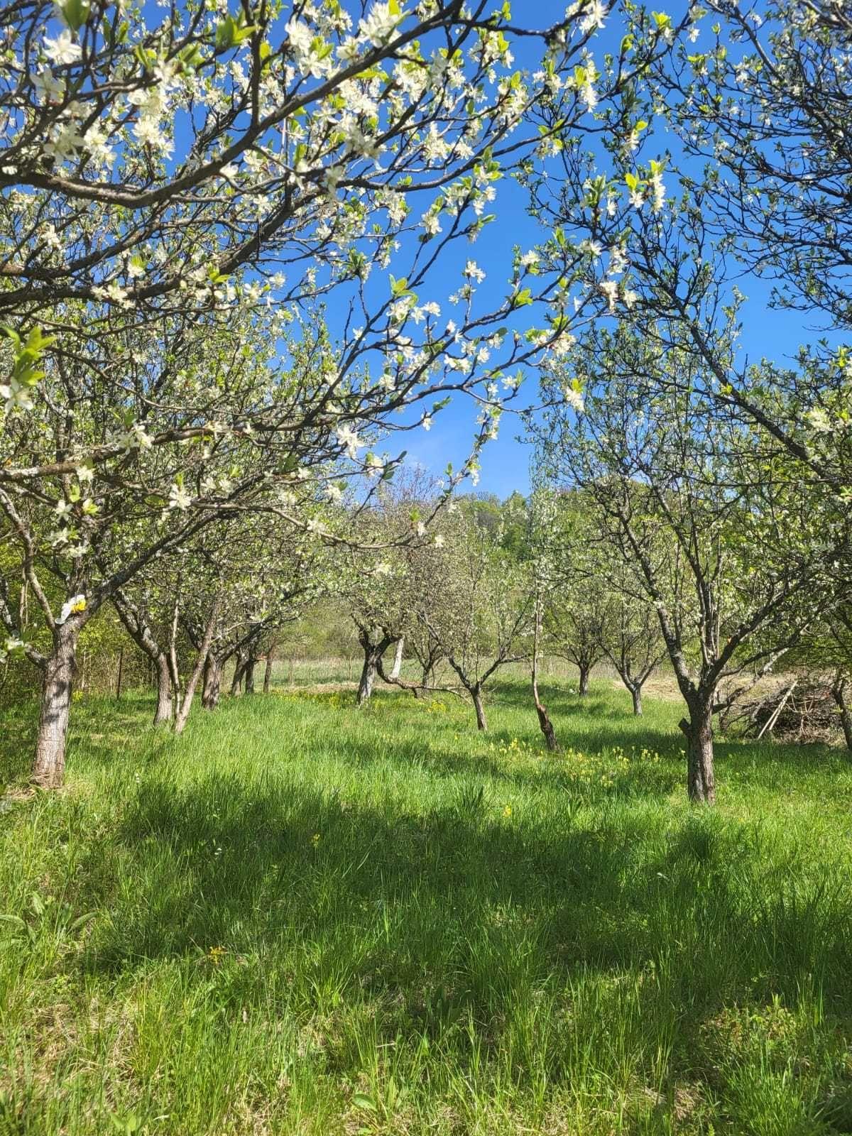 Teren intravilan de vanzare 15 ari Valea Jelnei/Jelnii - imagine 1