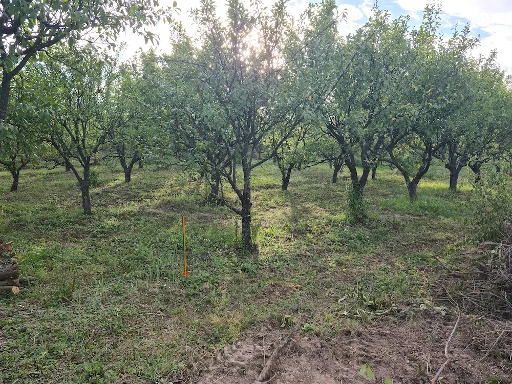 parcele peisaj deosebit , intravilan 10 ari cu livada de pruni front 30 de metrii - imagine 1