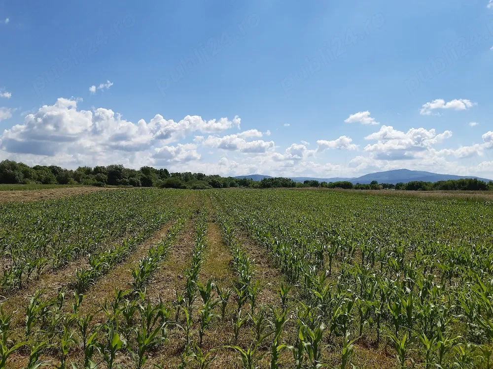 Teren agricol extravilan Podu Oltului la limita UAT Harman si UAT Prejmer pret 2 euro pe mp