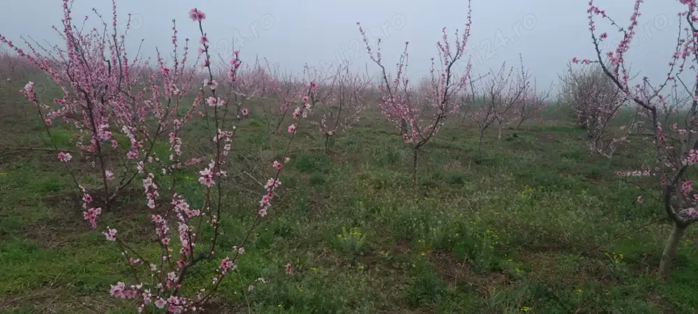 Teren de vanzare 6 hectare