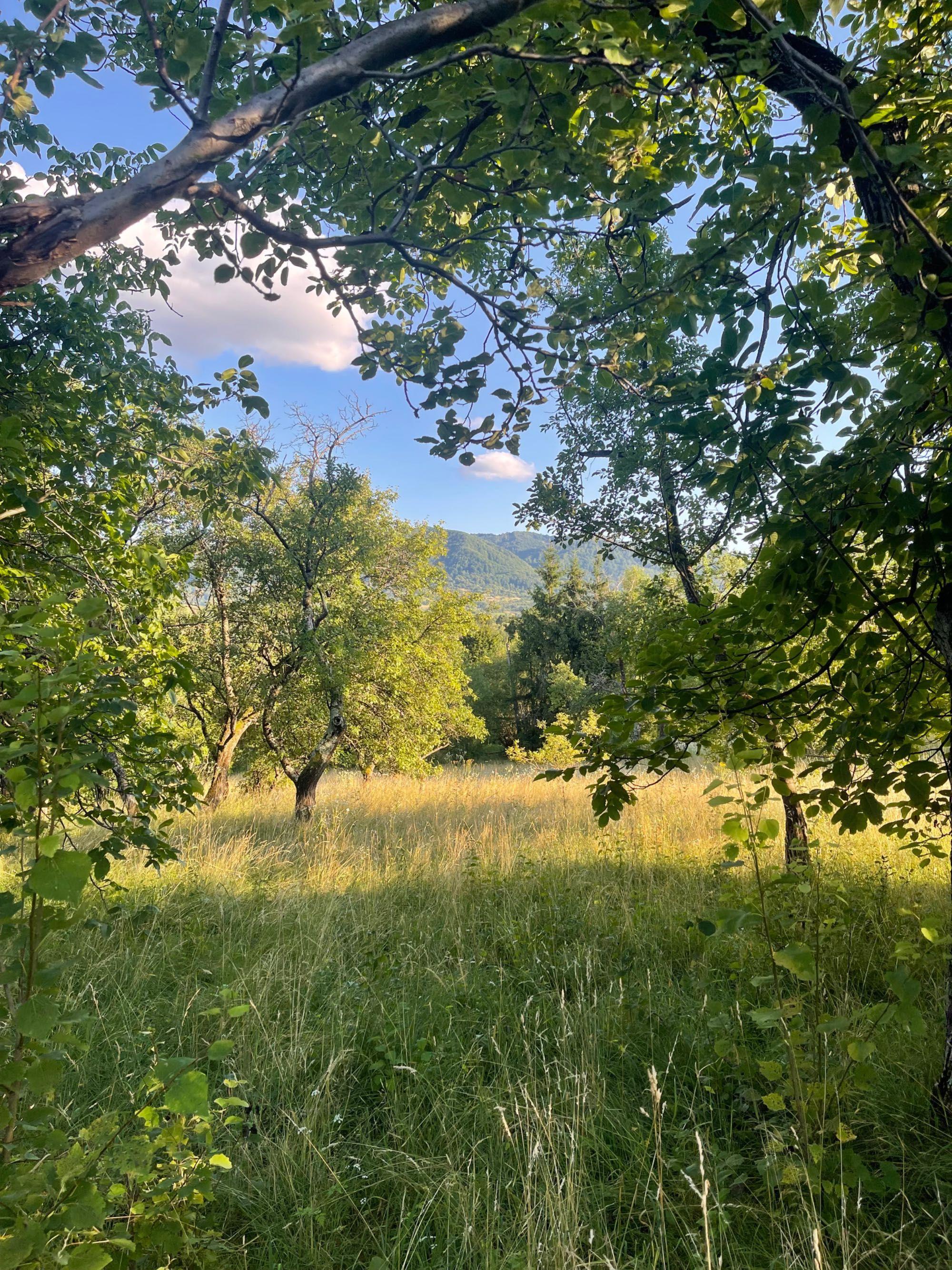 Teren intravilan de vânzare – 7.287 mp – Ibănești Pădure - imagine 1