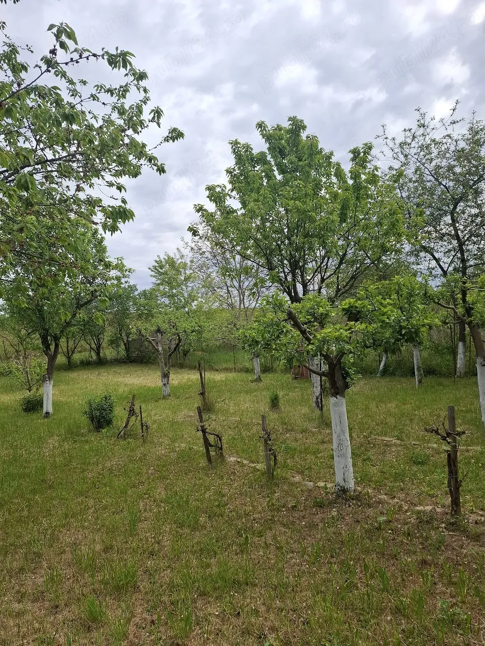 Vand teren intravilan, 500 mp, Satu Mare, zona Bercu Rosu