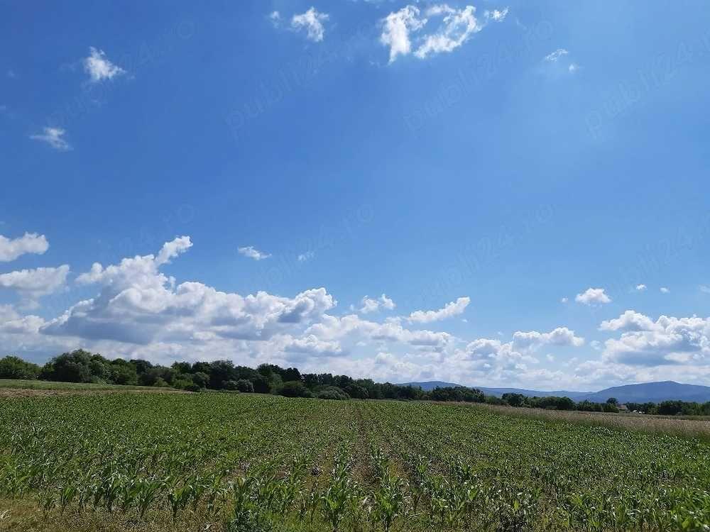 Vand teren agricol in extravilanul localitatii Podu Oltului la limita UAT Harman si UAT Prejmer ( Lunca Calnicului)  pret 1,5 euro mp - imagine 1
