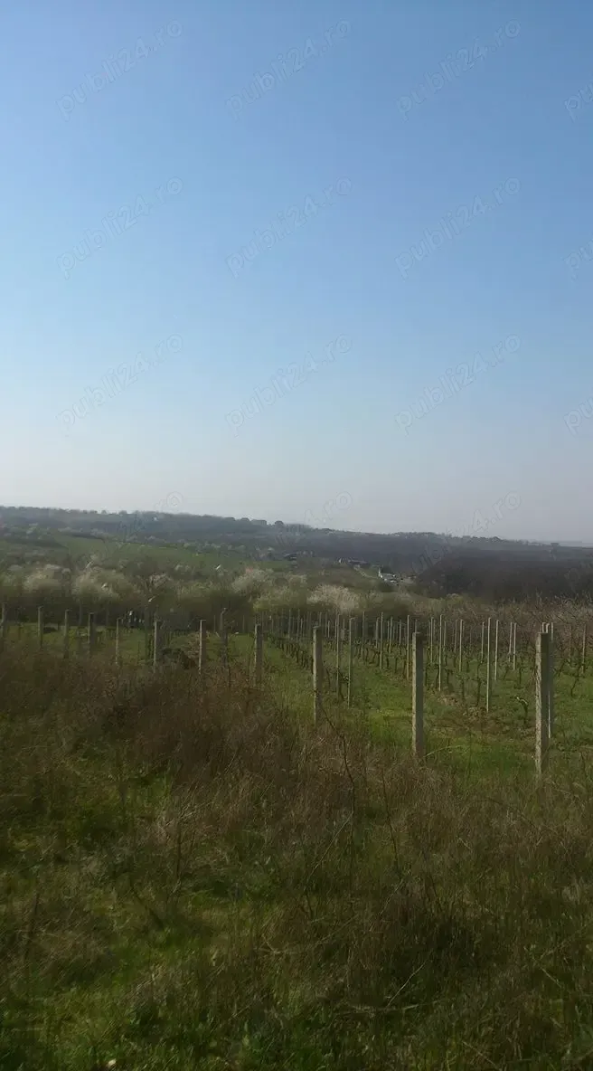 Vand teren intravilan Oeadea  - Saldabagiu de Munte 5500 mp