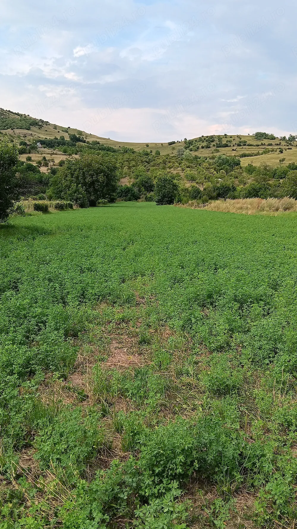 Vând teren intravilan zonă de munte Chiojdu buzău - imagine 1