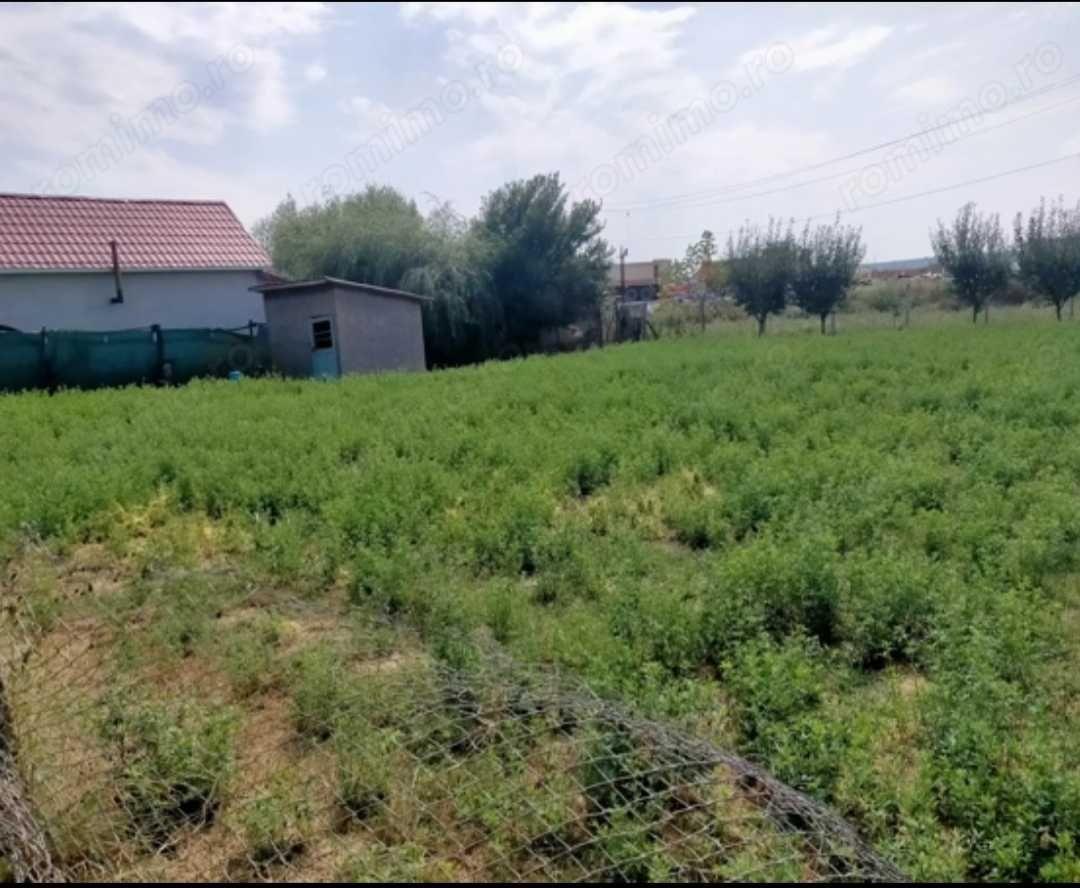 Vând teren intravilan, Cernele , asfalt+utilități 26 ml