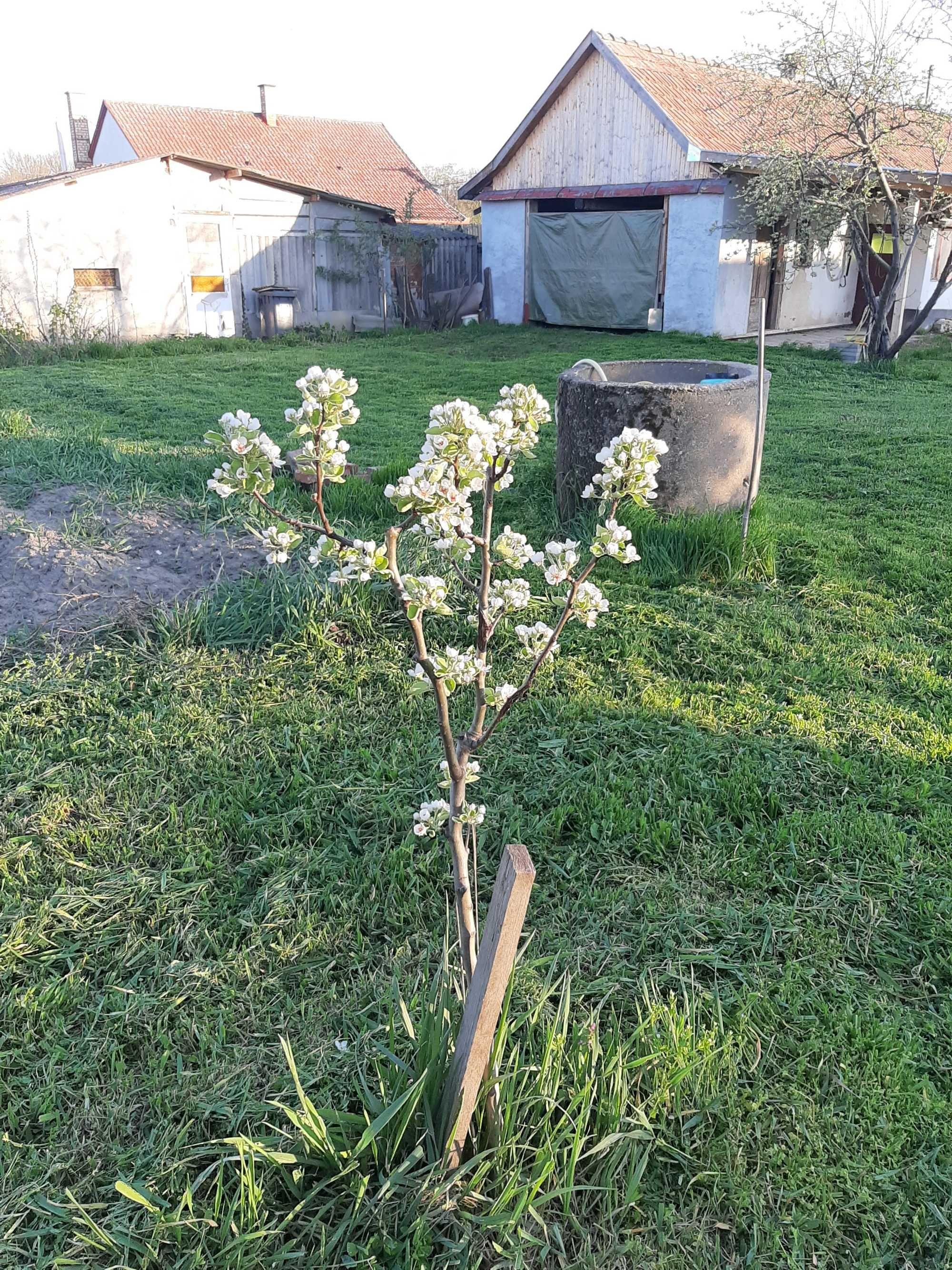 Teren 2000  mp cu front lat, + casa Biharkeresztes