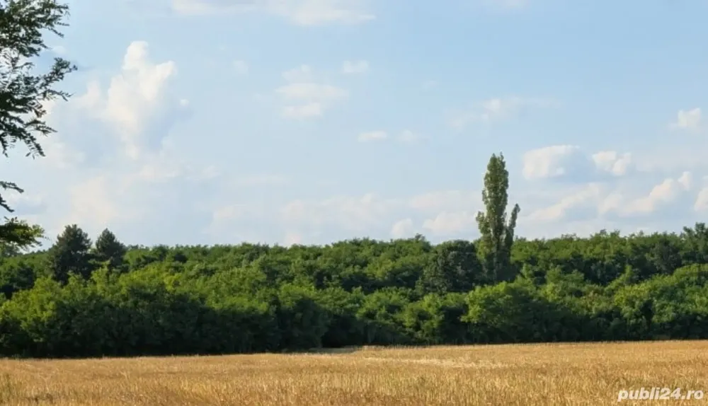Teren intravilan 2000 mp Buftea langa padure puz cartier case vecin