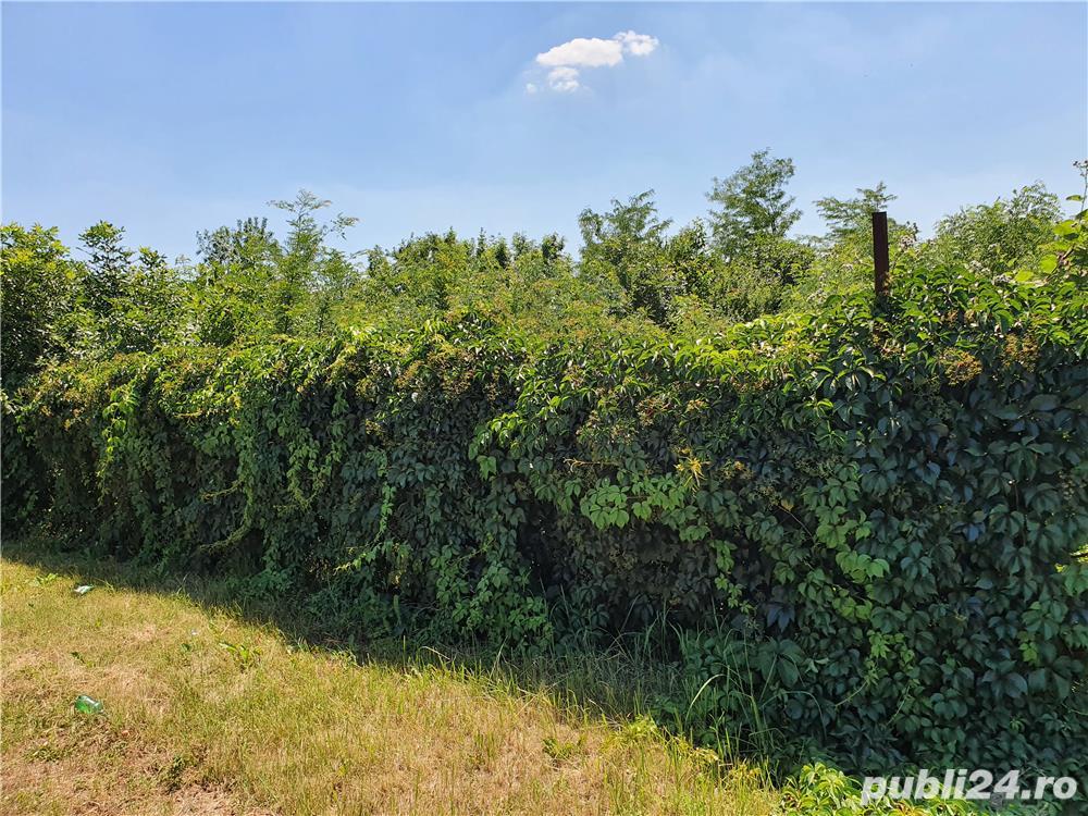 Proprietar vand teren intravilan stradal Buftea (78  mp)