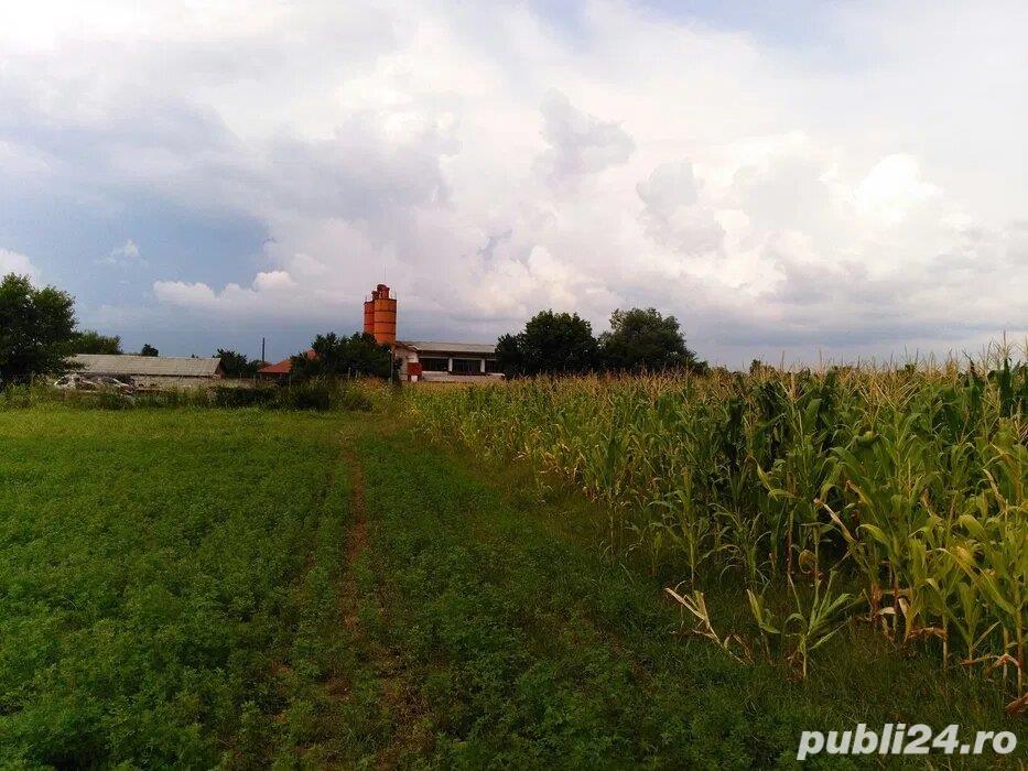 Teren Jilava, 5000 mp in apropiere de DN5