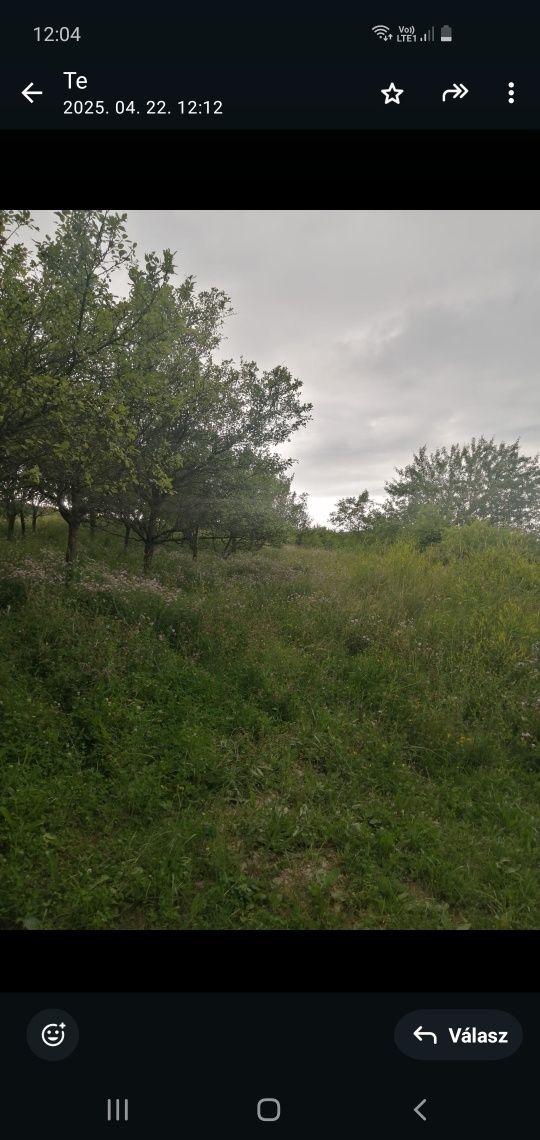 Vãnd Teren intravilan Chinteni - Pãdureni  2000 mp