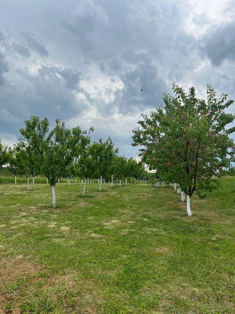 Teren intravilan cu livadă, 1500 mp, cu utilități – Cordău