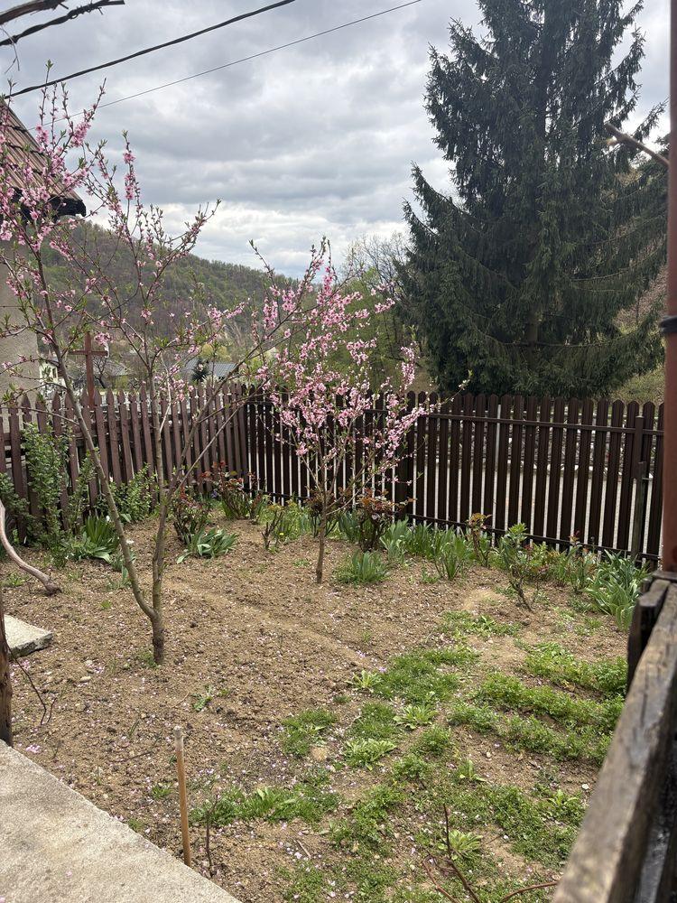 Vand casa Baia Mare - imagine 1