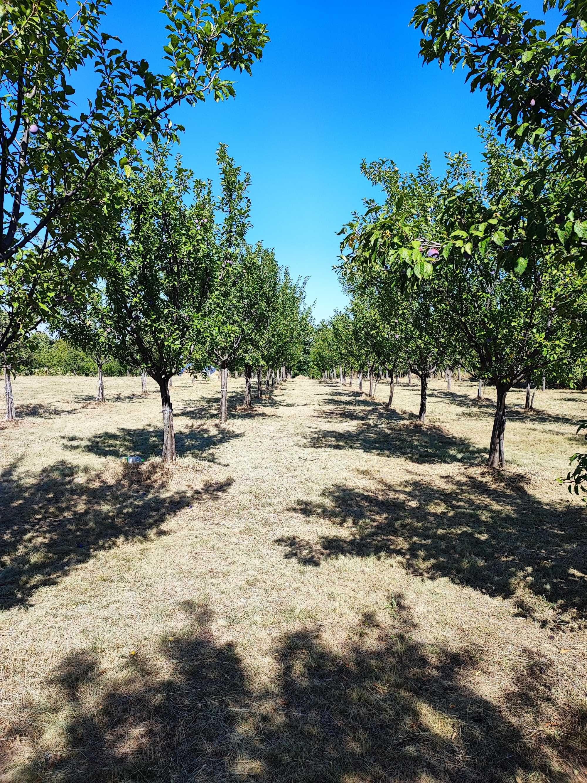 Vând teren intravilan + teren extravilan