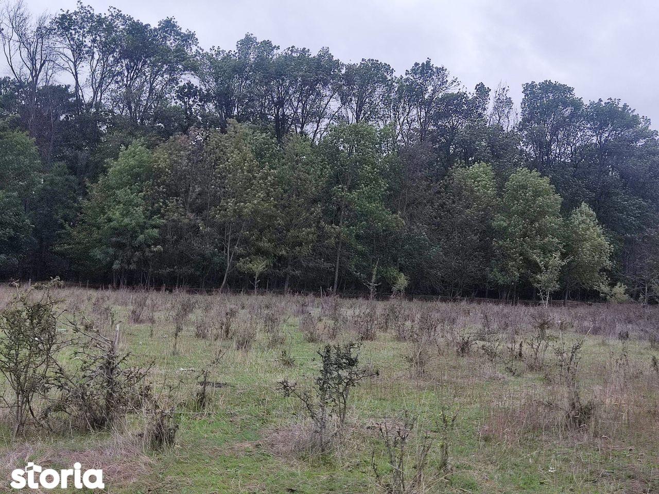 Pipera proprietar,950mp langa padurea Baneasa,vile Manor,OxfordGardens - imagine 1