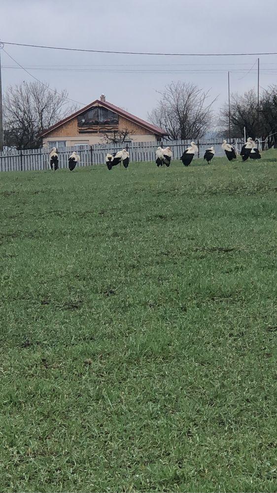 Vand teren in com. Malaia jud. valcea - imagine 1