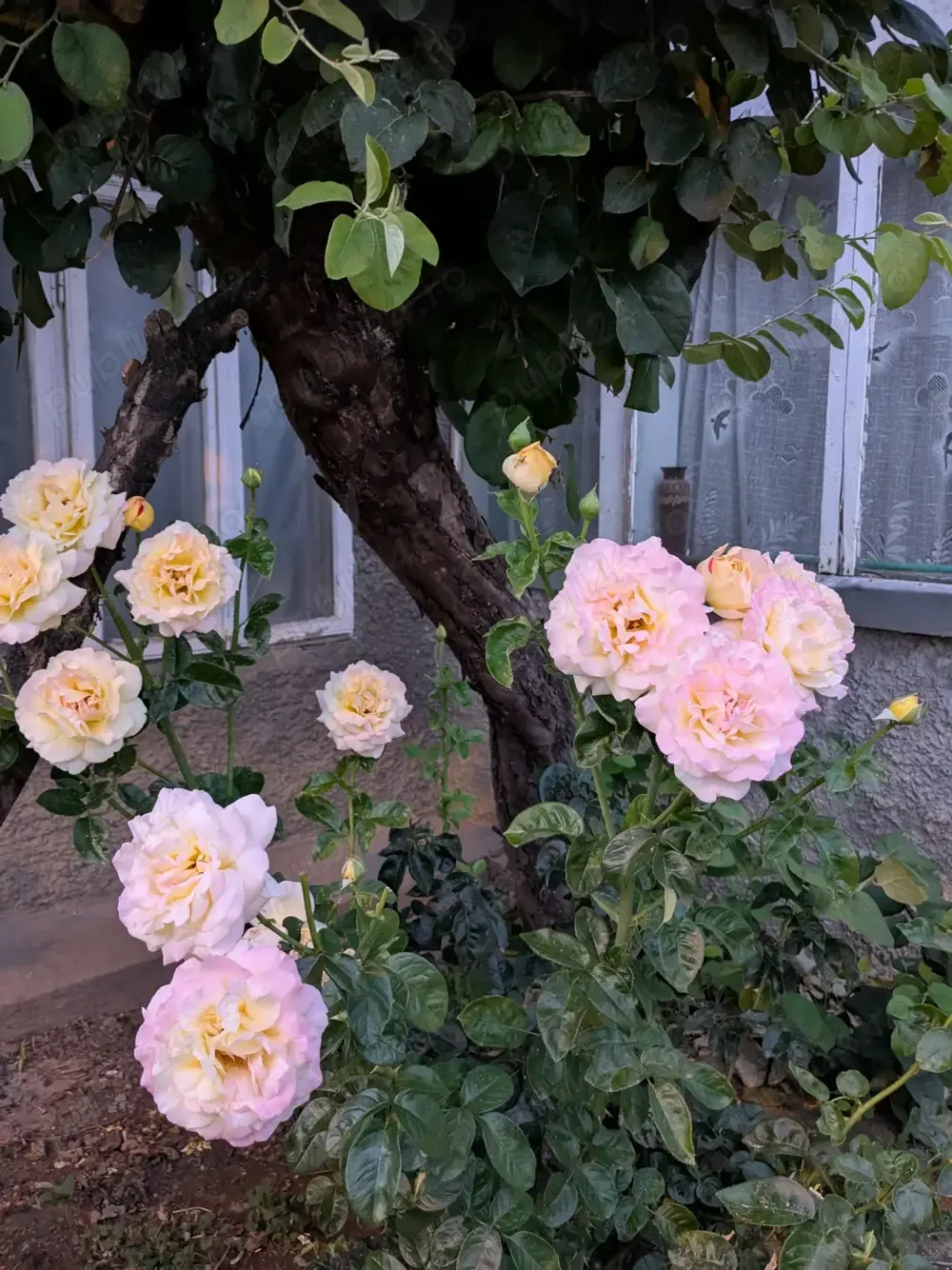 Casa de vanzare in orasul Galati