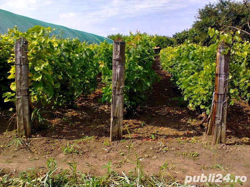 Vand teren 5128 m statiunea  Lacu sarat braila