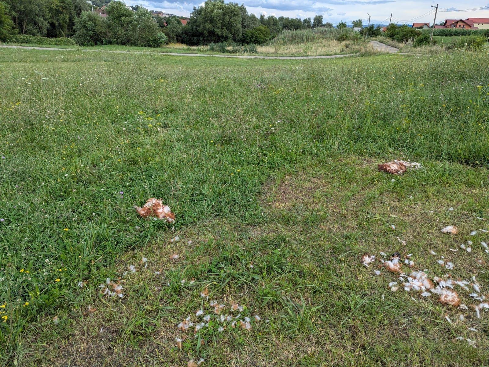 Inchiriez teren cu livada pe buna ziua - imagine 1