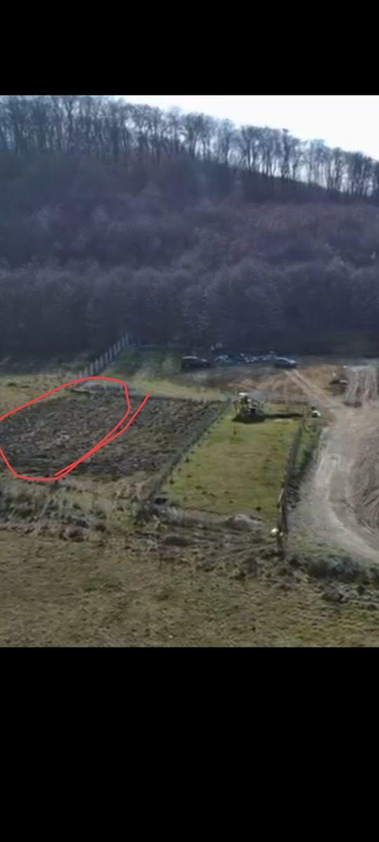 Teren Betfia sub pădure