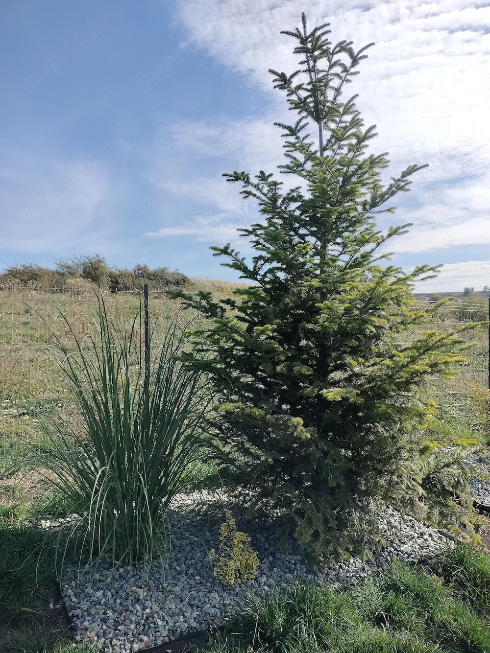 Ofer doritorilor grădina de relaxare și stat în tihnă, Cluj-Napoca - imagine 1