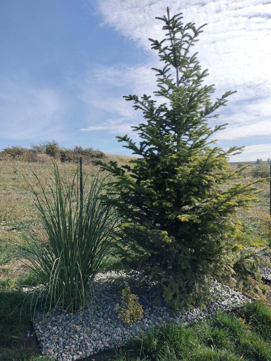 Ofer grădina de relaxare și stat în tihnă, in Cluj-Napoca - imagine 1