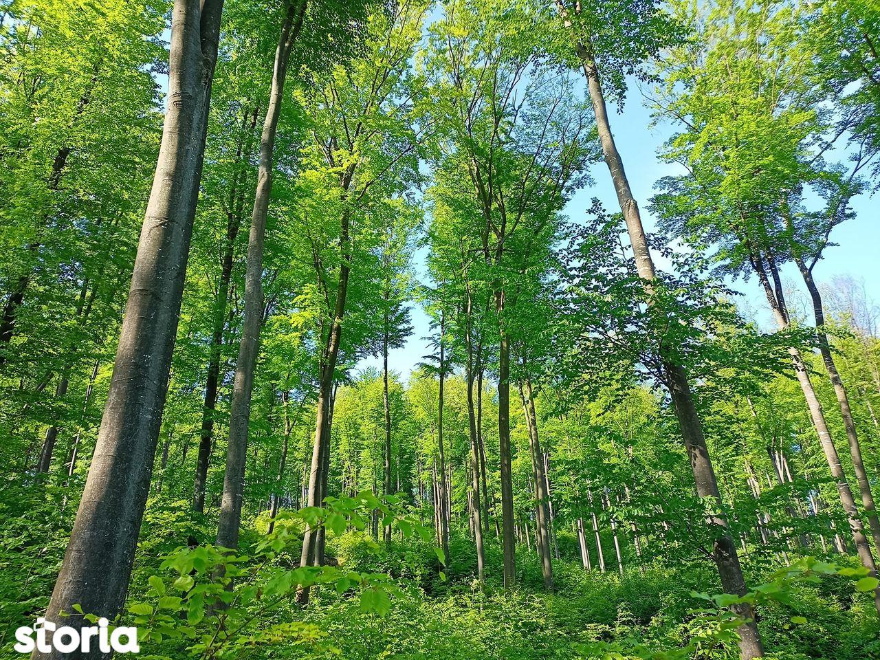 Pădure Bacău 272,4 Hectare - imagine 1
