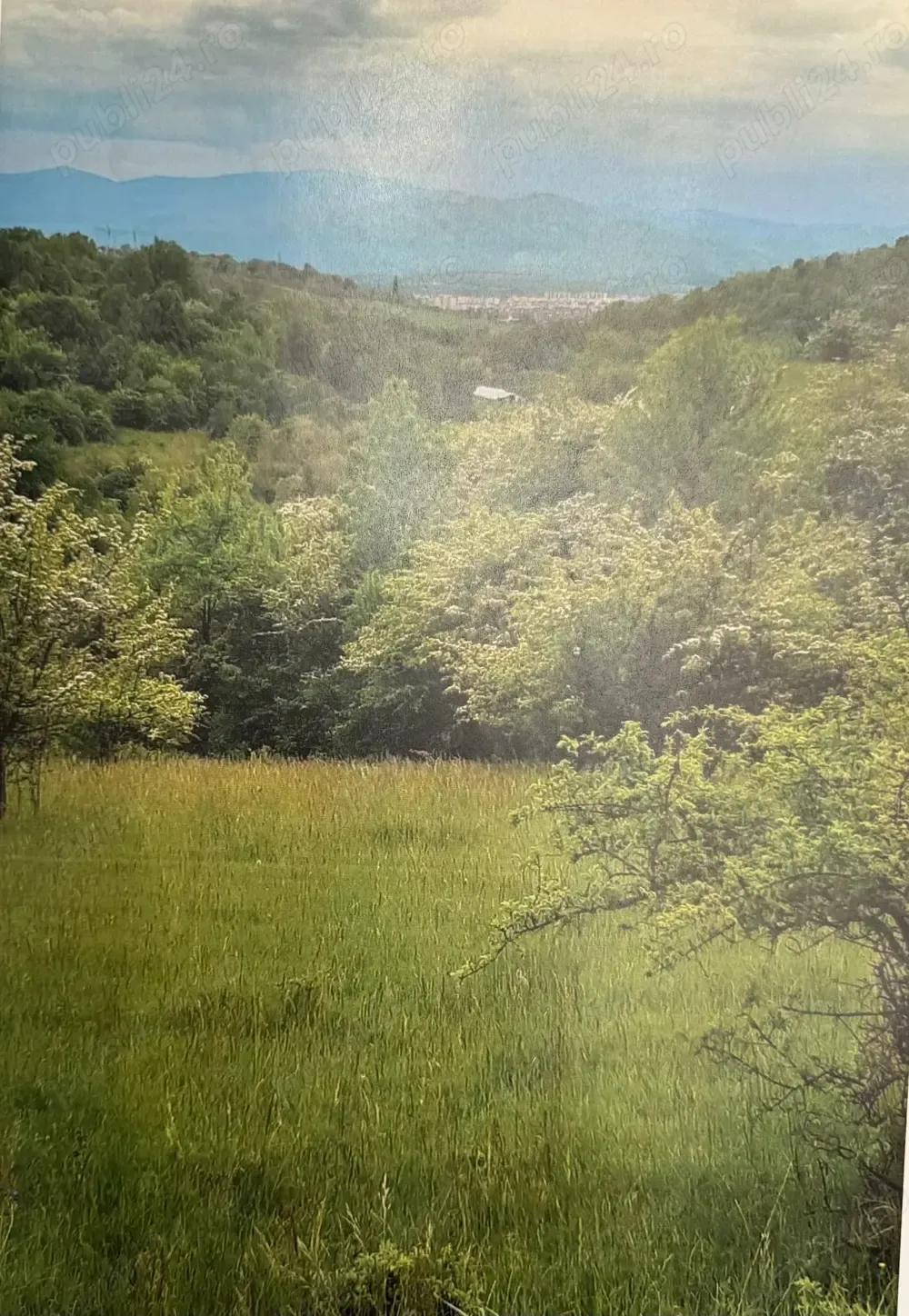 Teren de Vanzare - 4 hectare. Gusterita - Sibiu - imagine 1