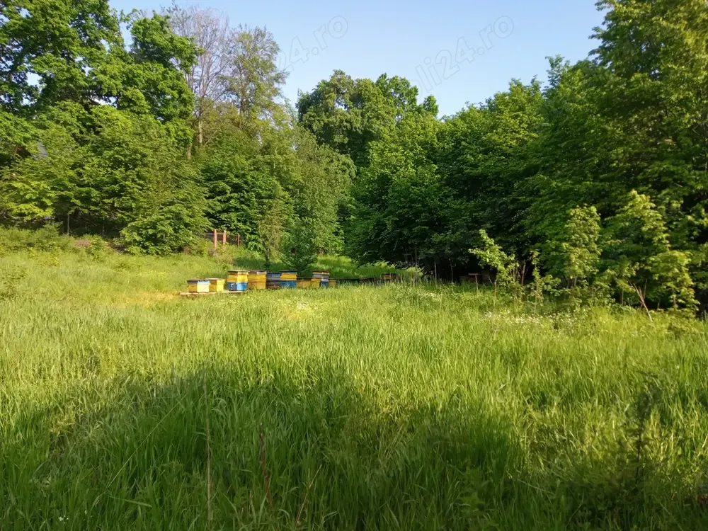 Vand teren 8.000 mp in Faget (zona D.D. Rosca)