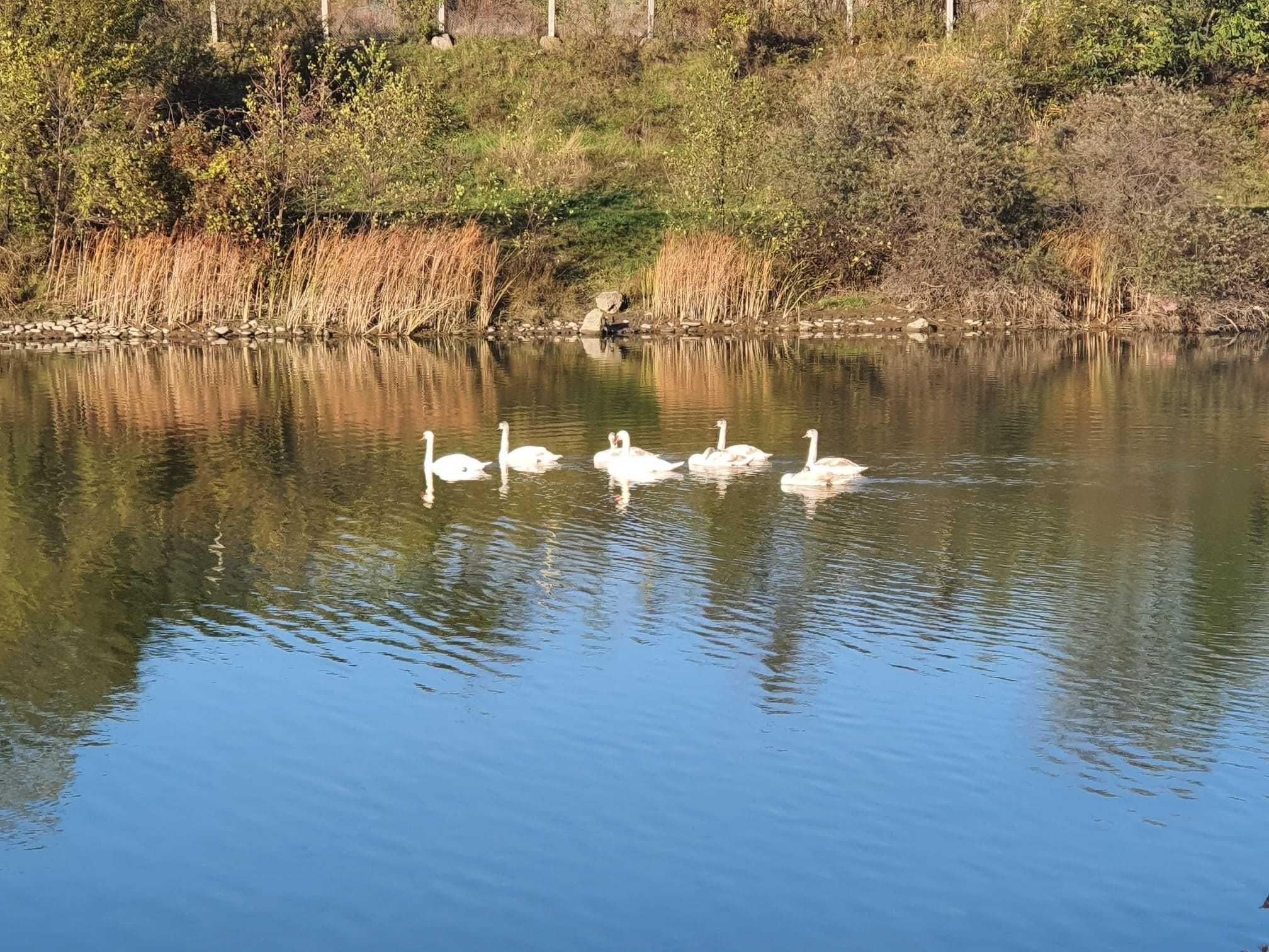 Teren intravilan 2850 mp – mal lac Bistrița, zonă liniștită - imagine 1