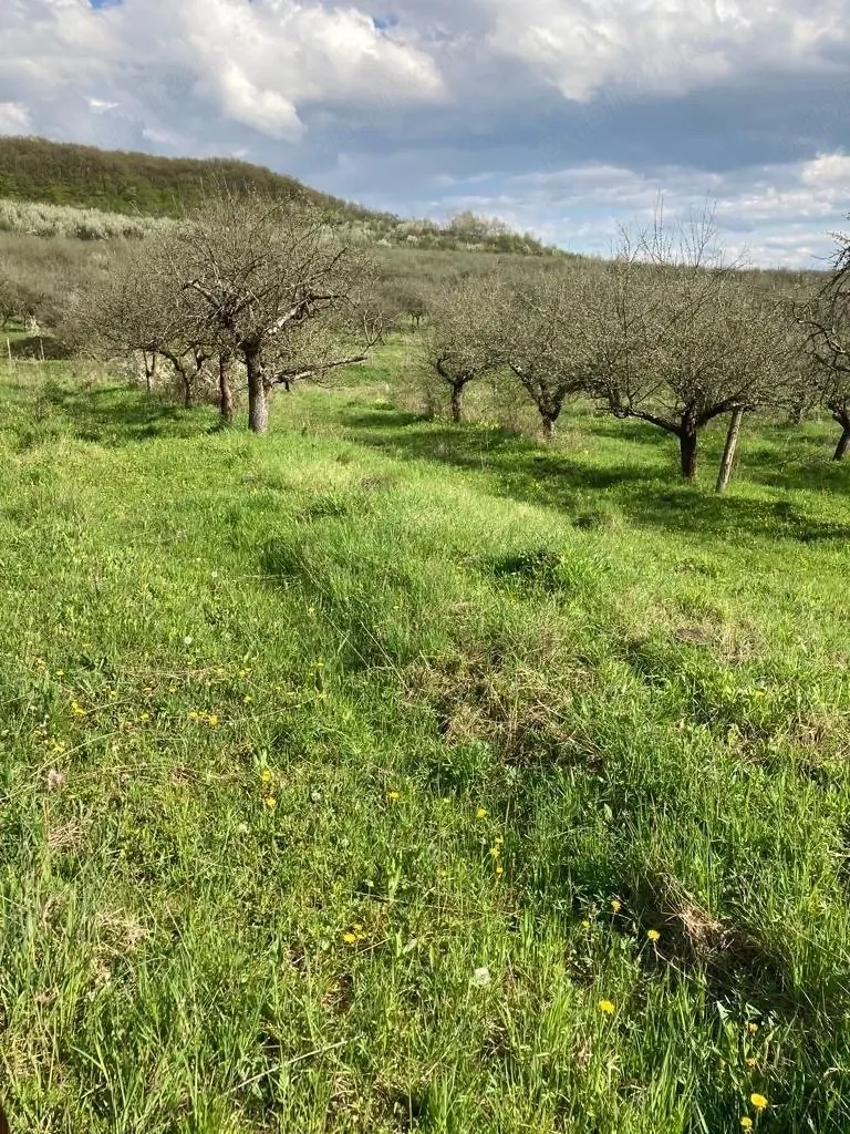 Teren de vanzare extravilan