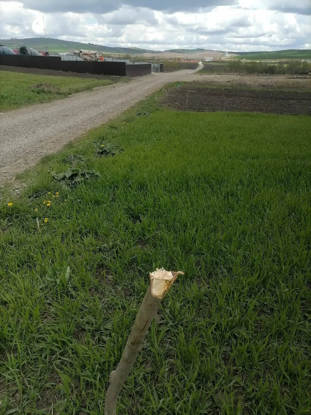 Vând pamant Sfantu Ilie