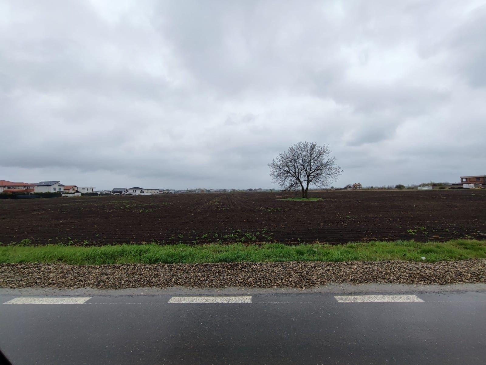 Teren Otopeni 10.000 mp deschidere 25m - imagine 1