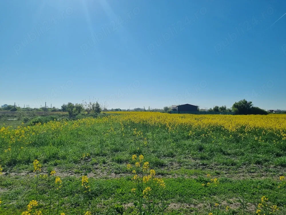 Teren extravilan 5.586 mp   Clinceni, Bragadiru, langa Bucuresti | Ideal investitie - imagine 1