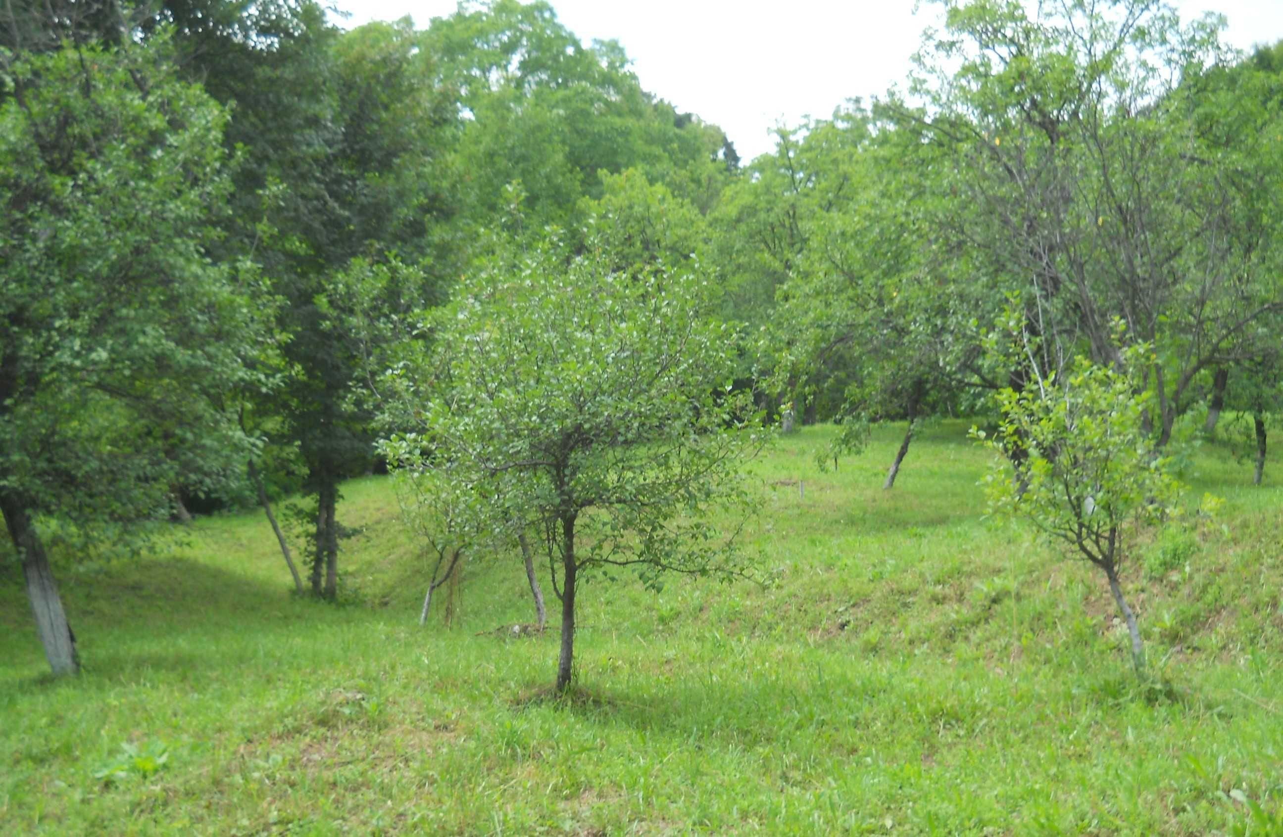 Teren Breaza de Jos, Prahova, Podu Vadului, 3750 mp (posibilitate si de 6000 mp)