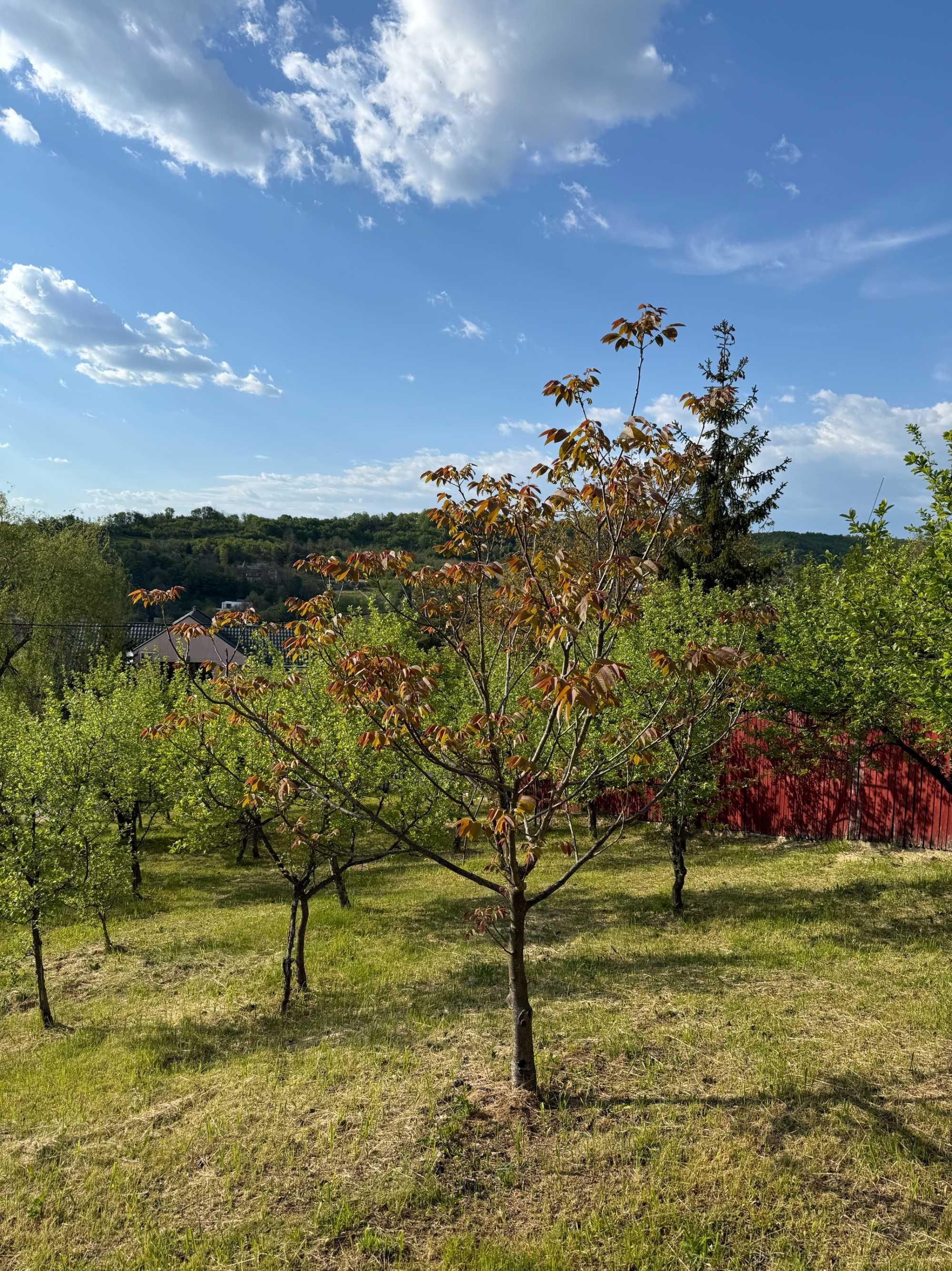 Teren Intravilan 730 mp Valea Mare, Stefanesti, Arges