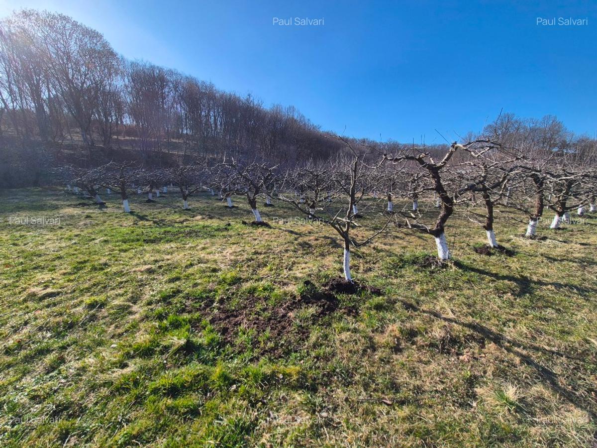 Teren extravilan (inclus in PUG 2026) aproape de Bistrița