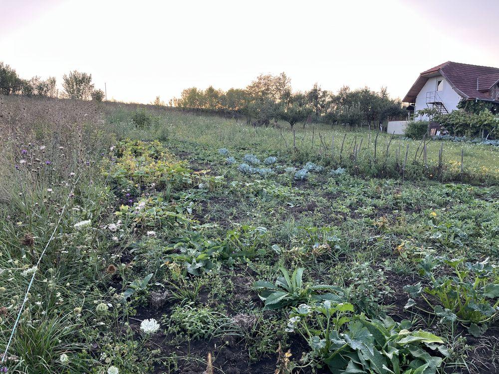 Vand  Teren intravilan ceuasu de campie